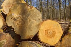 Rencontre régionale emploi formation de la filière forêt-bois : des solutions inspirantes 